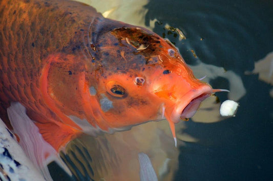 Fressverhalten von Koi - KENJI KOI Products