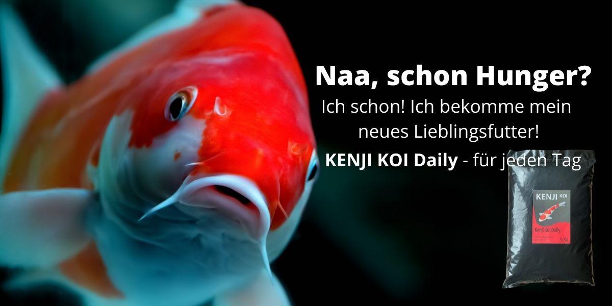 KENJI KOI Daily Food - Für die ganze Saison - KENJI KOI Products
