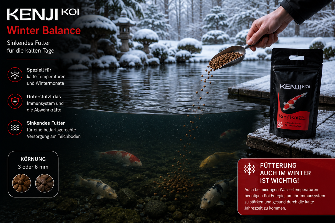 KENJI KOI Winter Balance - sinkend