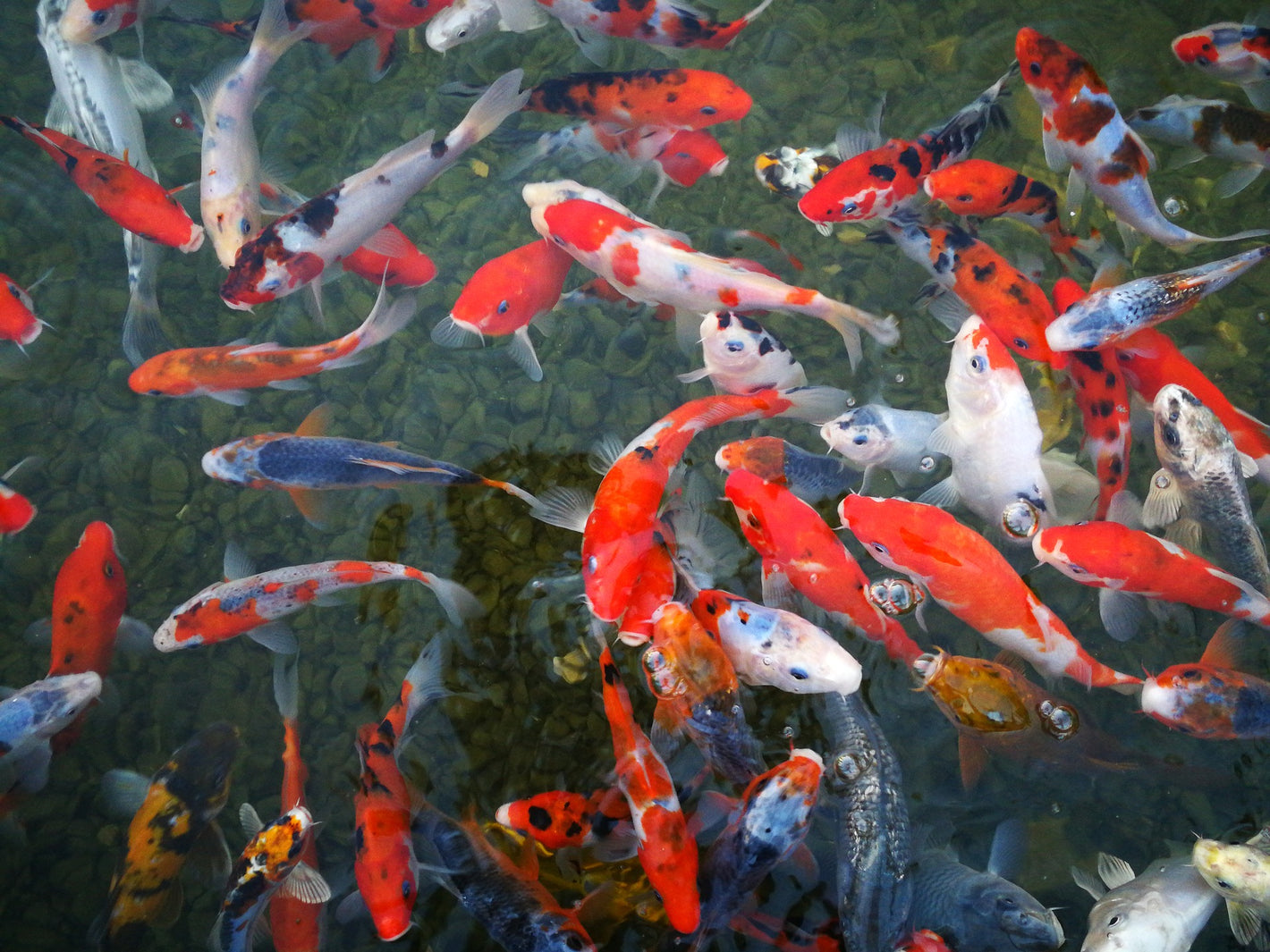 koi-mox - KENJI KOI Products