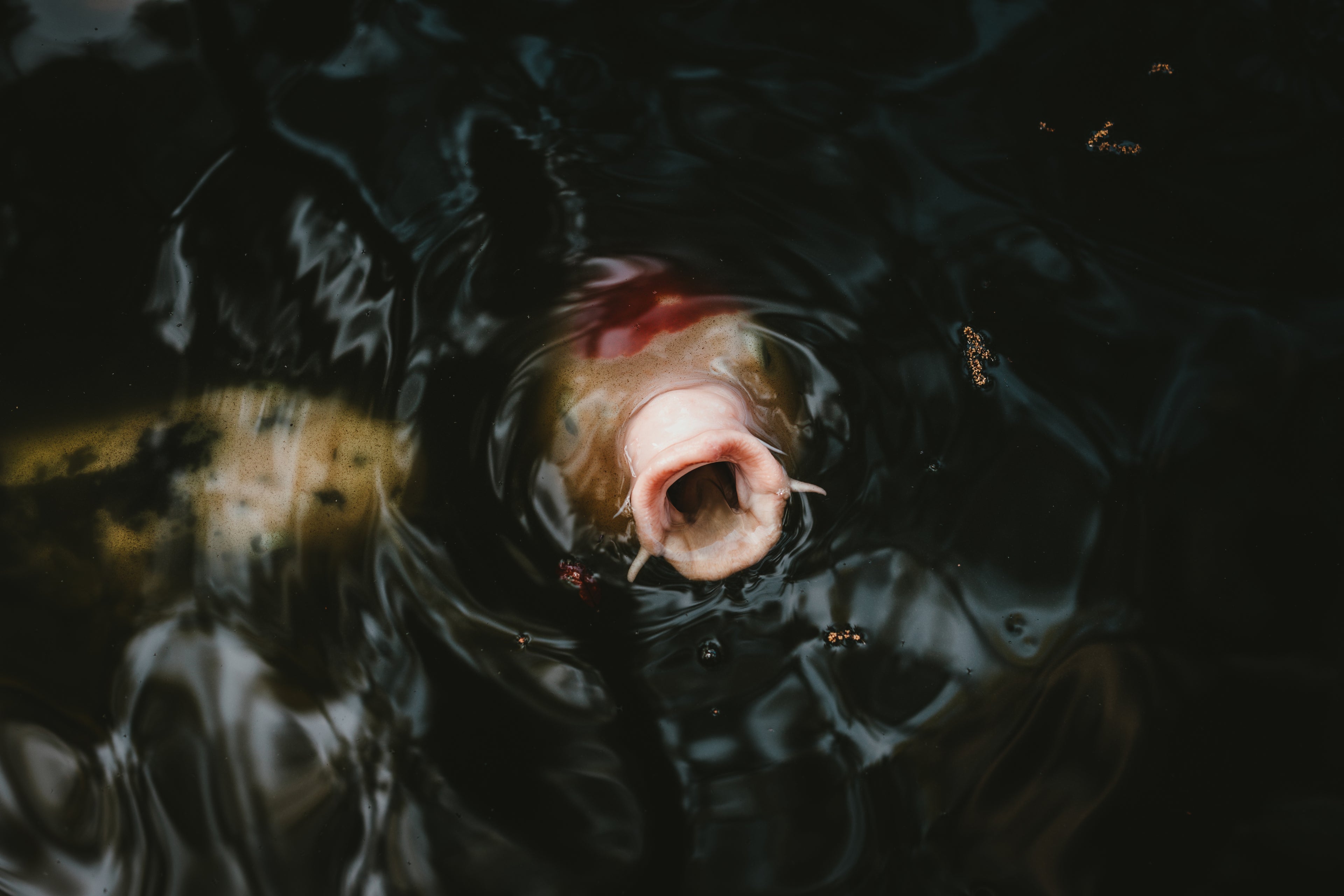 slider image 1621243260e1af0c20-0